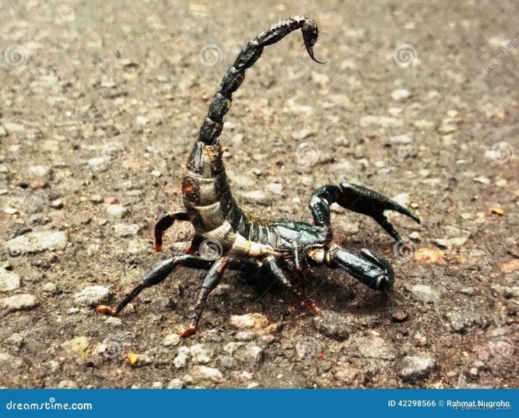 Ist der Skorpion aggressiv?