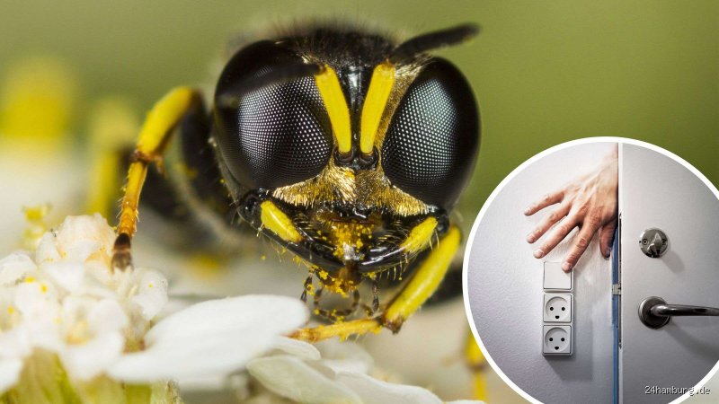 Können Wespen bei Dunkelheit fliegen oder lauern die gestreiften Jäger nachts wirklich nur im Nest?