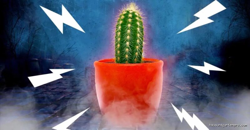 Welche Blumen bringen Unglück?