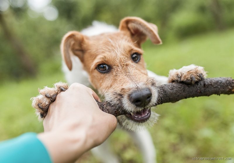 À quel âge les chiens sont-ils les plus hyperactifs ? La vérité sur l'énergie canine débordante selon les étapes de leur vie