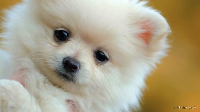 À quel âge un chien est plus calme ? Le guide ultime pour enfin retrouver la sérénité au quotidien