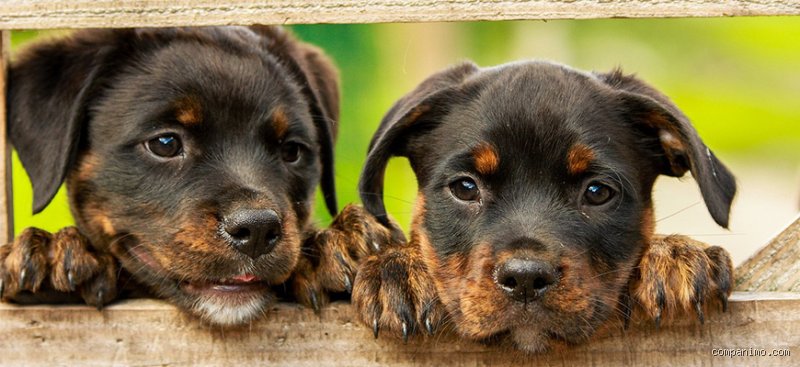 À quoi dois-je m'attendre de mon chiot de 5 mois : comprendre cette phase charnière entre enfance et adolescence canine
