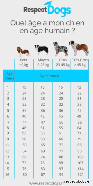 Âge le plus difficile chien ? Pourquoi la puberté canine transforme votre chiot adorable en véritable petit monstre
