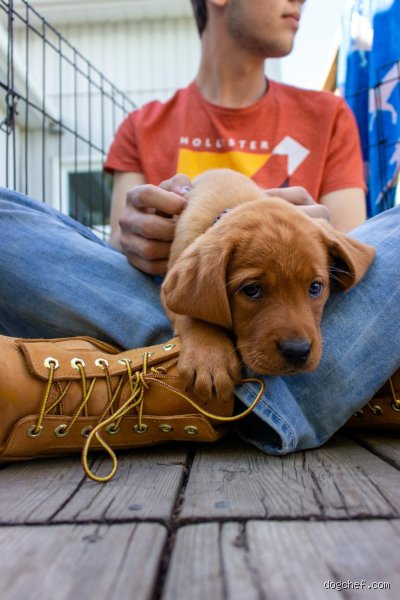 Combien d'ordres un chiot doit-il apprendre en même temps pour devenir un chien équilibré et attentif ?