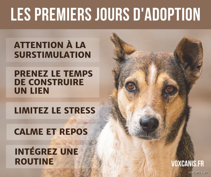 Combien de temps faut-il à un chien de refuge pour instaurer un climat de confiance ? La réalité derrière la règle des trois mois