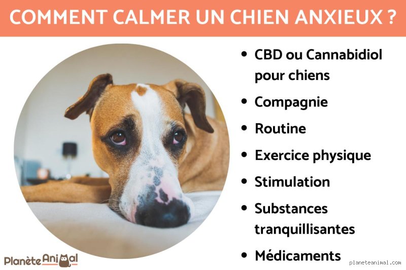 Comment amener un chien à un état de calme et de soumission sans briser son esprit ni sa confiance ?