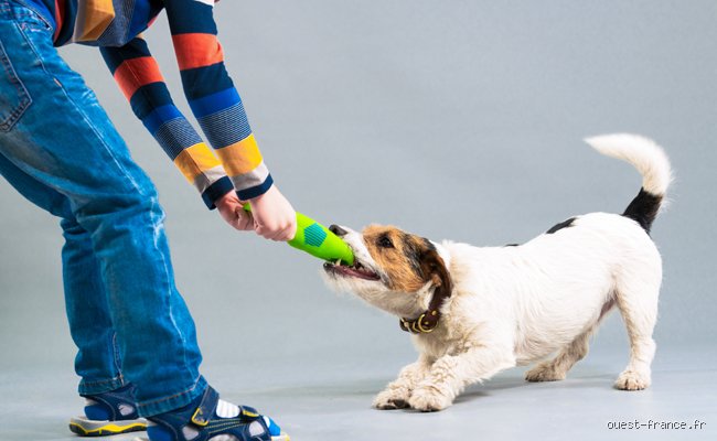 Comment apprendre à un chien l'ordre de lâcher prise et transformer les séances de jeu en moments de sérénité absolue