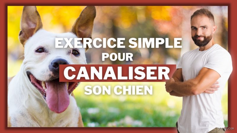 Comment canaliser l'excitation du chien ?