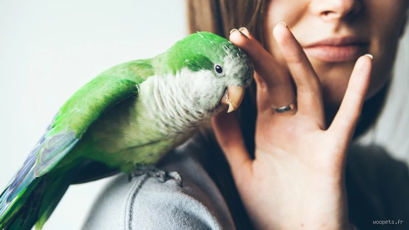 Comment choisir un oiseau de compagnie ?