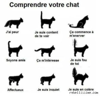 Comment dit-on bonjour à un chat sans passer pour un intrus ?