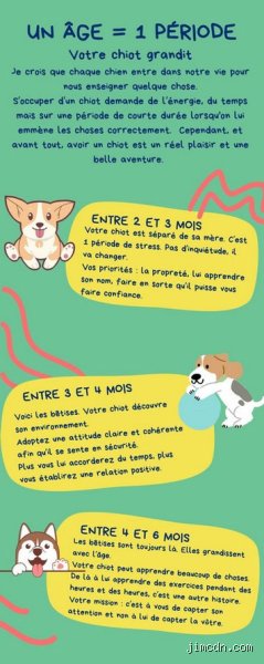 Comment faire obéir un chiot de 4 mois sans transformer votre salon en champ de bataille ?