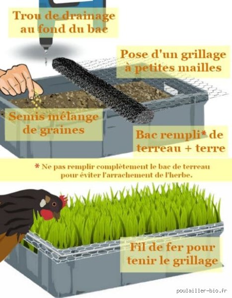 Comment faire pousser de l'herbe dans un poulailler ?