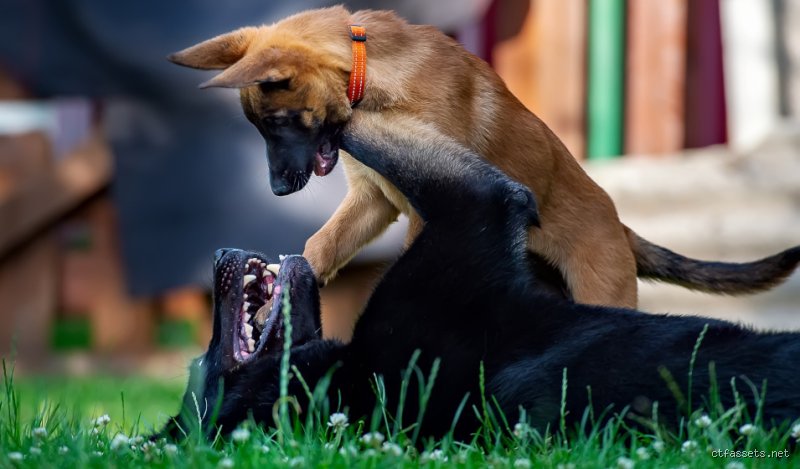 Comment intégrer un nouveau chien dans votre foyer sans transformer votre salon en champ de bataille canin