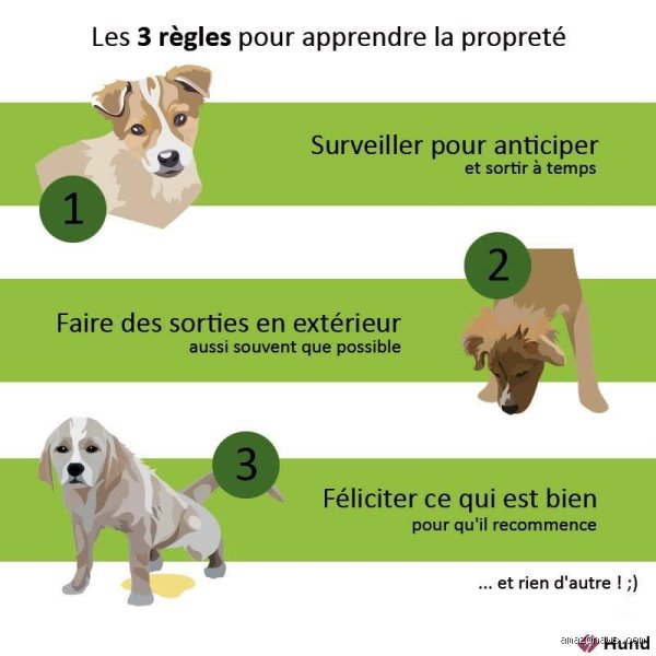 Comment montrer à un chien où faire ses besoins ? Le guide réaliste et sans langue de bois