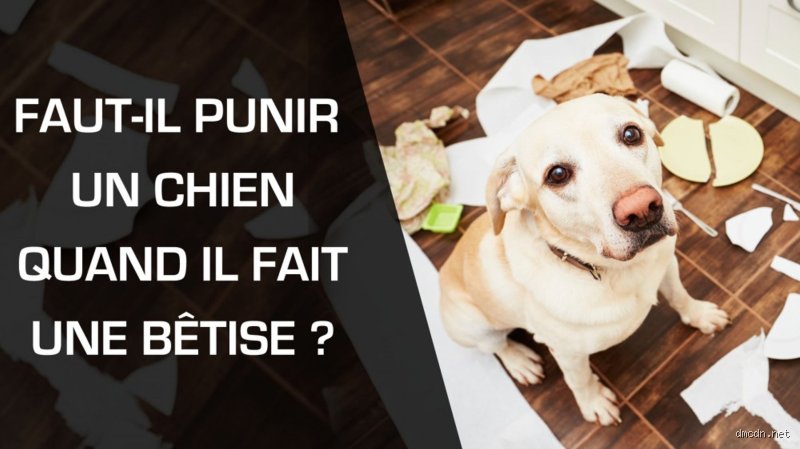 Comment punir son chien quand il fait une bêtise sans briser la confiance qui vous unit ?