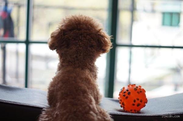 Comment savoir si j'ai manqué à mon chien : signes à surveiller pour mieux comprendre votre compagnon