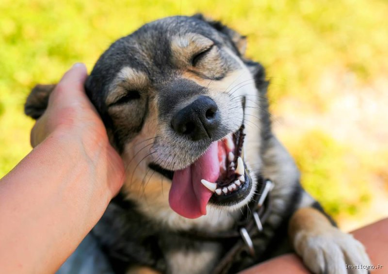 Comment savoir si je suis prêt à avoir un chien ? Le guide pragmatique pour éviter le crash émotionnel et financier