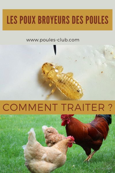 Guide pratique pour se débarrasser des poux broyeurs sur les poules