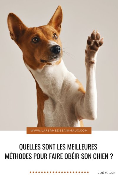 Comment se faire obéir par un chiot ?