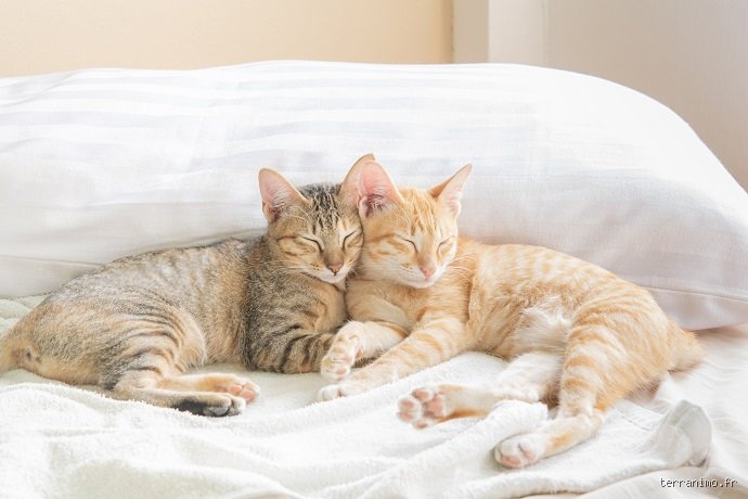 Deux chats adultes peuvent-ils apprendre à s'entendre ? La vérité sur la diplomatie féline