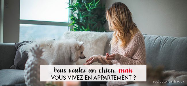 Un chien peut-il vraiment être heureux en appartement ? La vérité sans filtre
