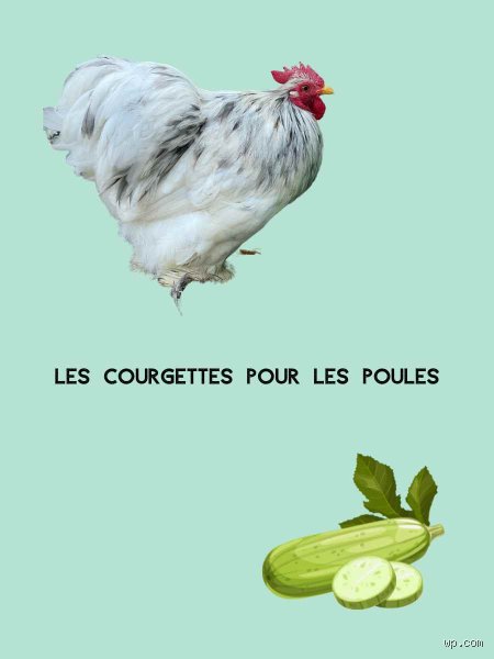 Est-ce que les poules mangent les courgettes crues ?