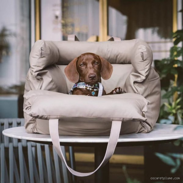 Où faire dormir son chien la première nuit pour éviter les pleurs et garantir un sommeil réparateur ?
