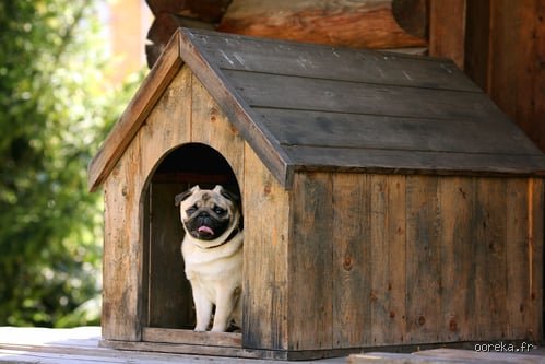 Où le chien doit-il dormir pour garantir son équilibre et votre sommeil : le guide expert sans tabou