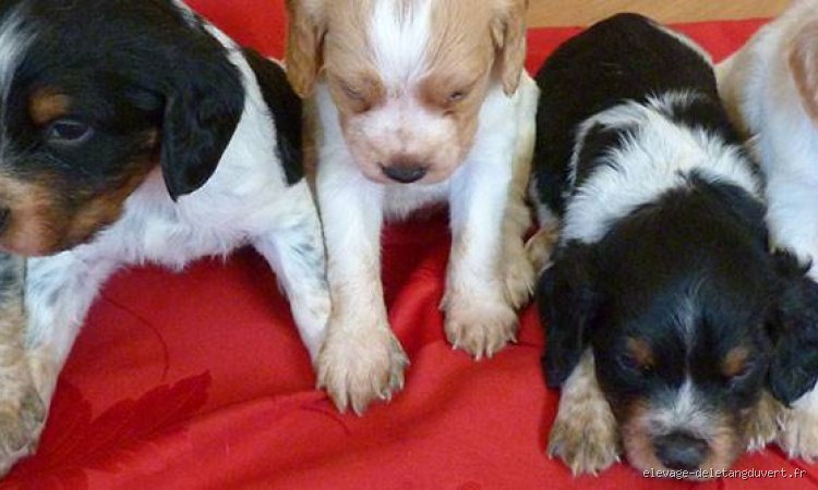 Où Mettre en Vente des Chiots : Guide Pratique pour les Éleveurs