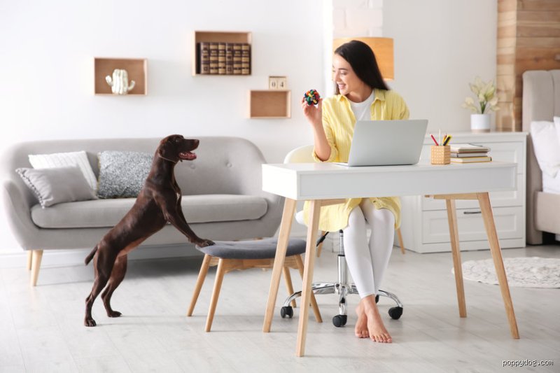 Trouver la solution idéale : Où mettre son chien quand on part au travail, vraiment ?