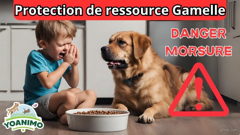 Pourquoi mon chien protège sa gamelle : un instinct ancestral à décortiquer