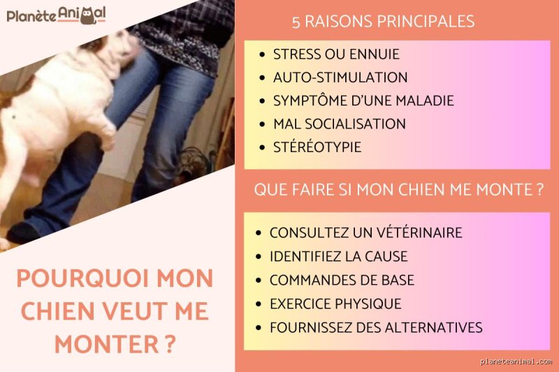 Pourquoi mon chien veut monter sur moi ?