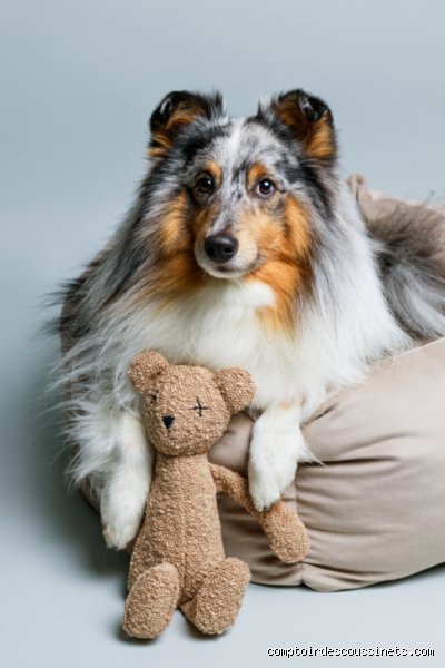 Pourquoi un chien a besoin d'un doudou ?