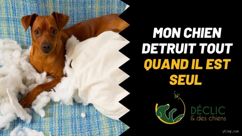 Pourquoi un chien détruit quand il est seul ?