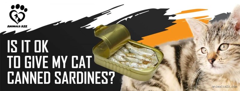 Puis-je donner des sardines en boîte à mon chat ?