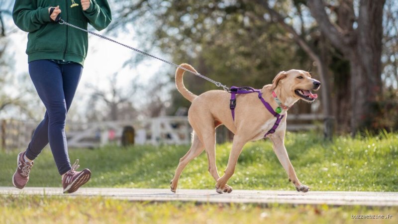 Quand commencer à sortir son chien ?