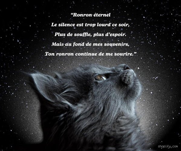 Que dire adieu à son chat ? Faire face au déchirement d’un deuil félin souvent sous-estimé par l’entourage