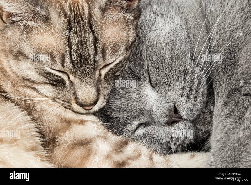 Quel chat aime les câlins : découvrez les races les plus affectueuses