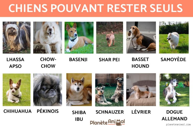 Quel chien aime rester seul ?