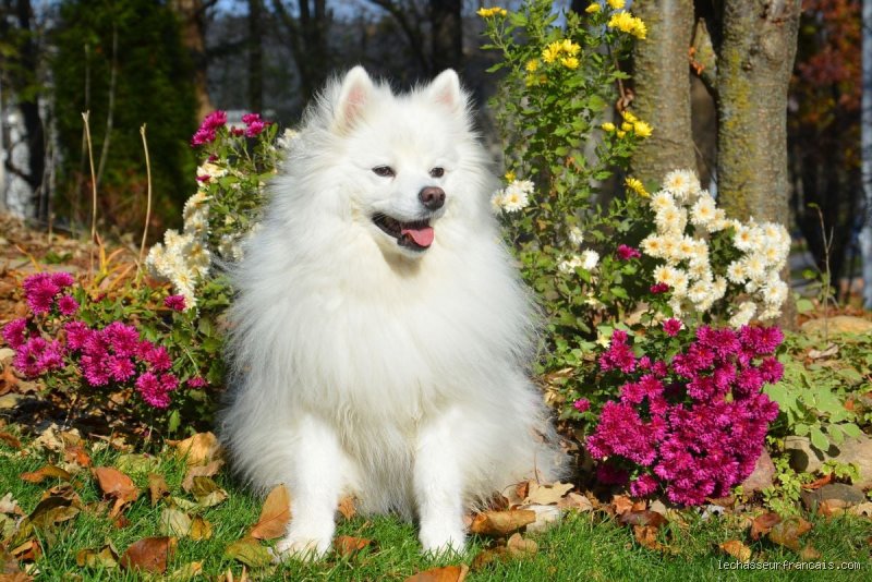 Quel chien est le plus doux ?