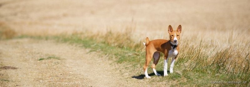 Quel chien n'aboie pas et ne perd pas ses poils ?
