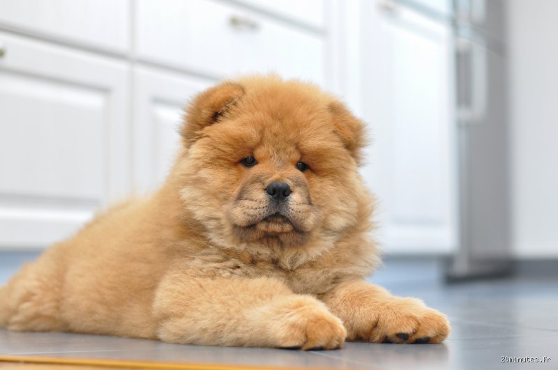Quel chien tolère la solitude ? Le guide complet pour choisir un compagnon capable de rester seul sans stress