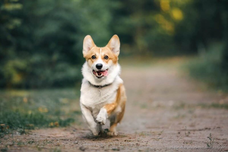 Quel corgi choisir pour accompagner votre quotidien