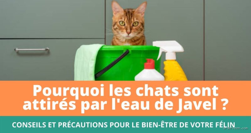 Quel effet la javel sur les chats ?
