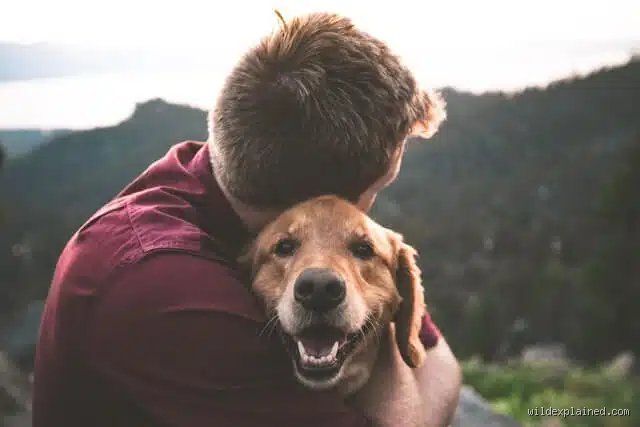 Quel est l'animal le plus fidèle de l'homme ?