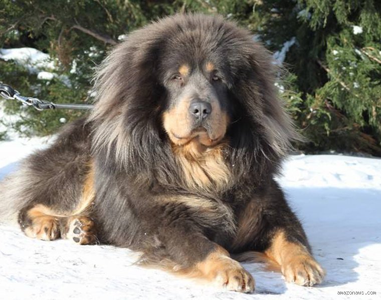 Quel est le chien le plus cher de France ?