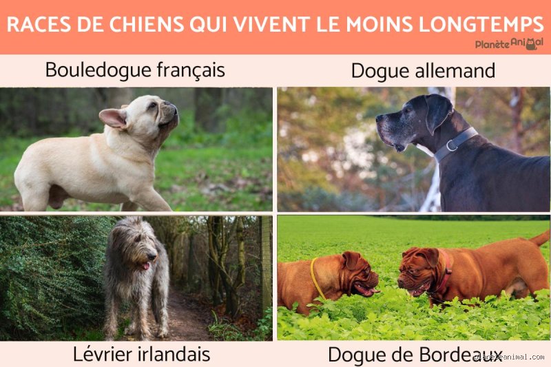 Quel est le chien qui vit le moins longtemps ?