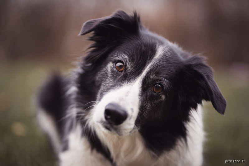 Quel est le meilleur chien pour une maison ? Le guide sans langue de bois pour ne pas se planter
