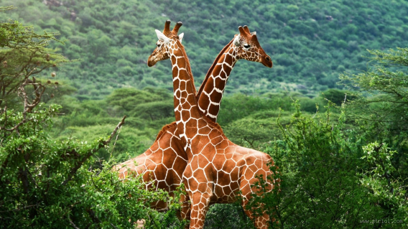 Quel est le pays d'origine de la girafe ? Découvrez l’histoire fascinante de cet animal majestueux