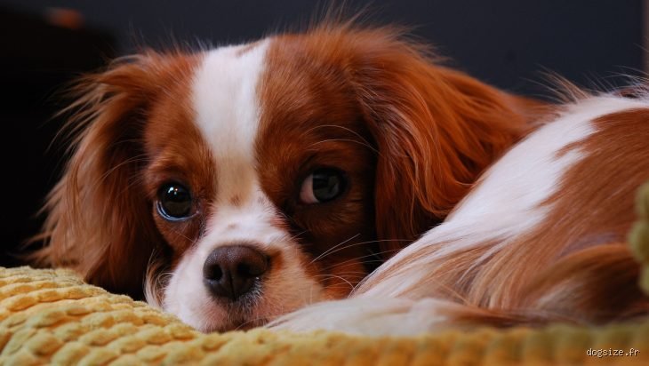 Quel est le petit chien le plus calme ?